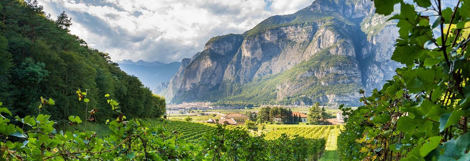 Vini della regione Trentino - enoteca online