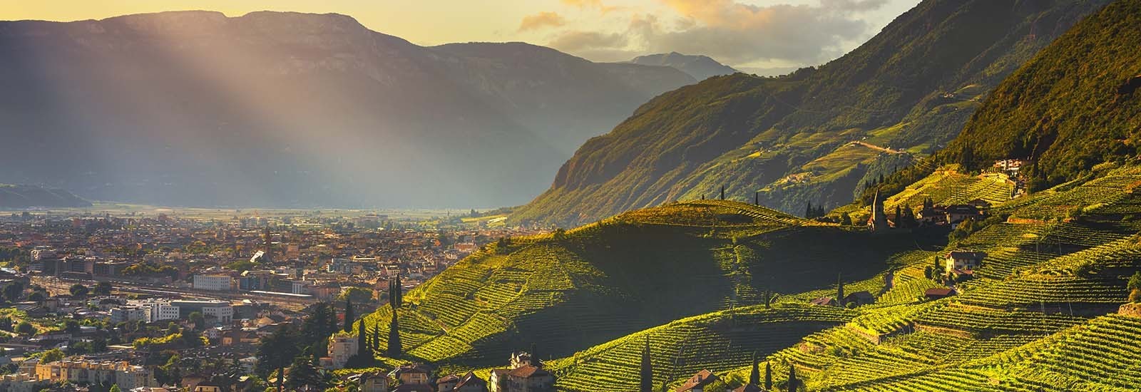 Vini della regione Alto Adige - enoteca online