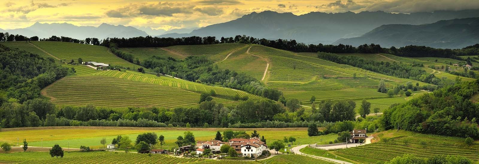 Vini della regione Friuli Venezia Giulia - enoteca online