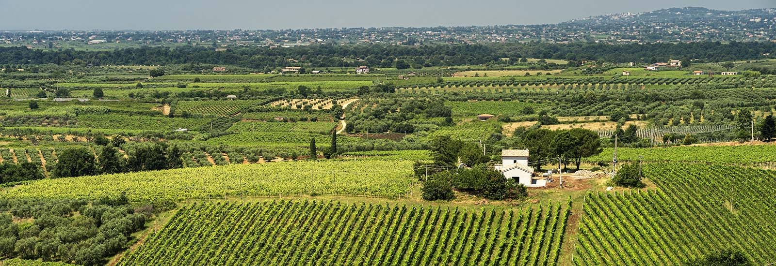 Vini della regione Lazio - enoteca online