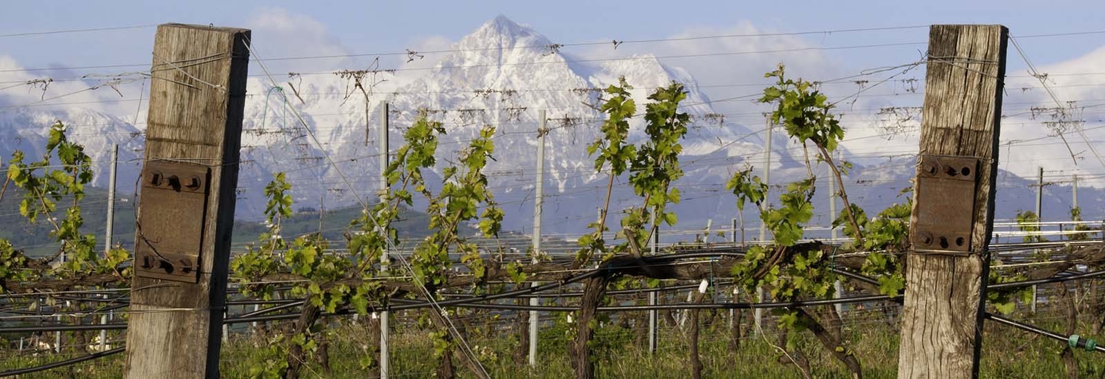 Vini della regione Abruzzo - enoteca online