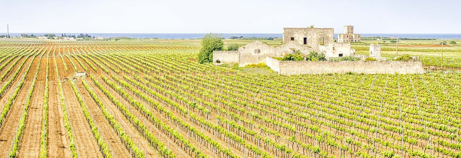 Vini della regione Piemonte - enoteca online