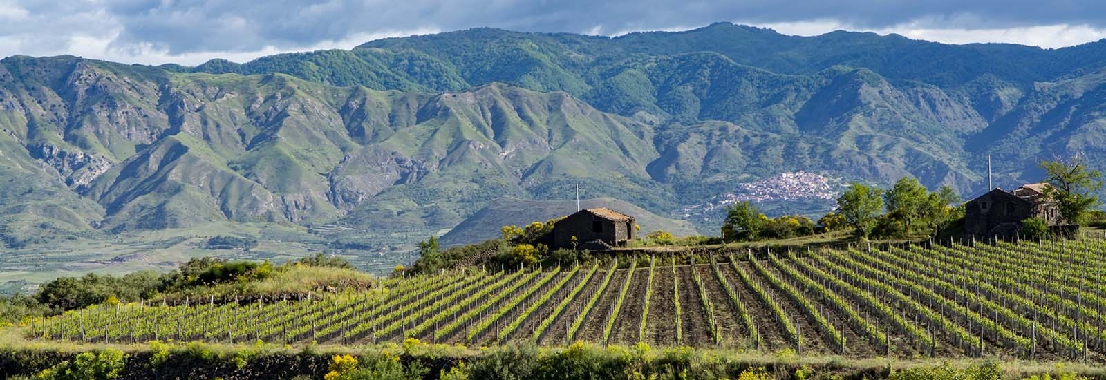 Vini della regione Sicilia - enoteca online