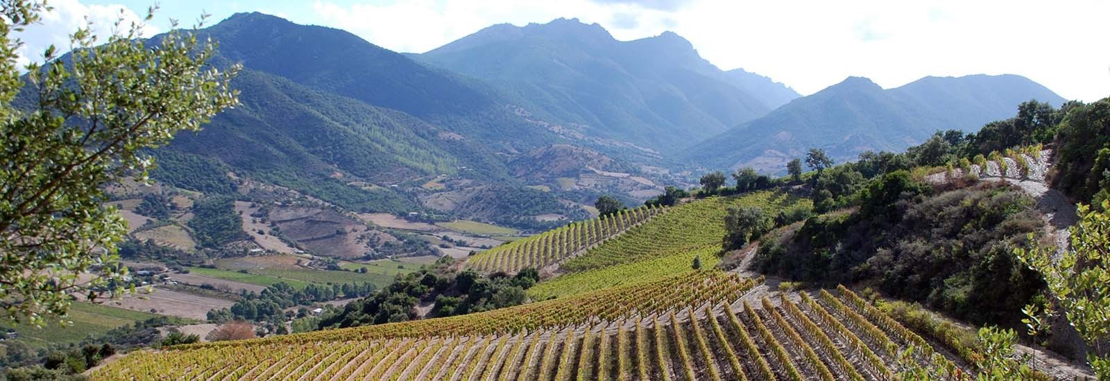 Vini della regione Sardegna - enoteca online