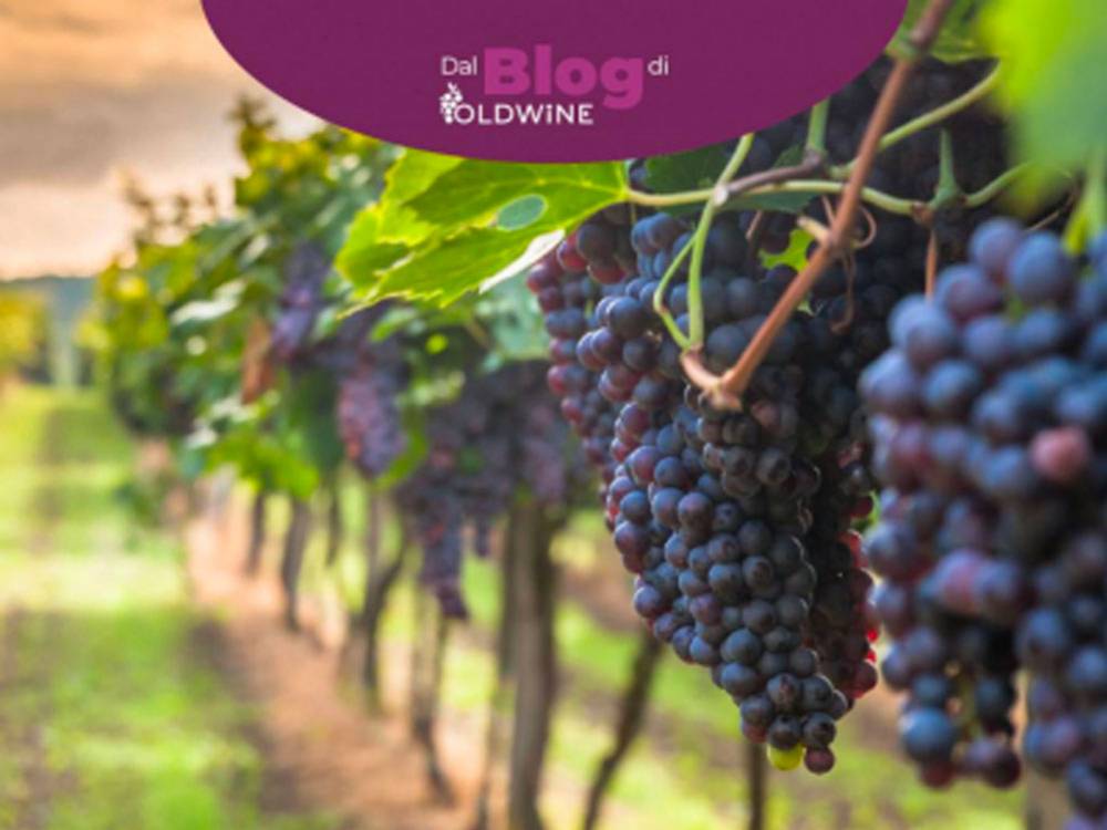 Sangiovese, il vitigno più diffuso in Italia