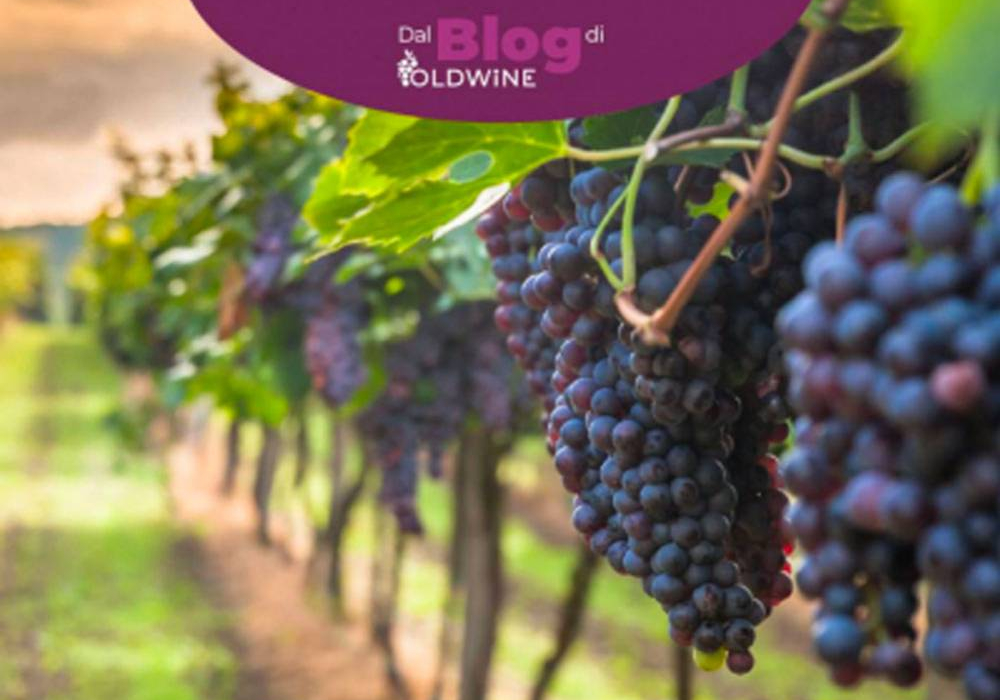Sangiovese, il vitigno più diffuso in Italia